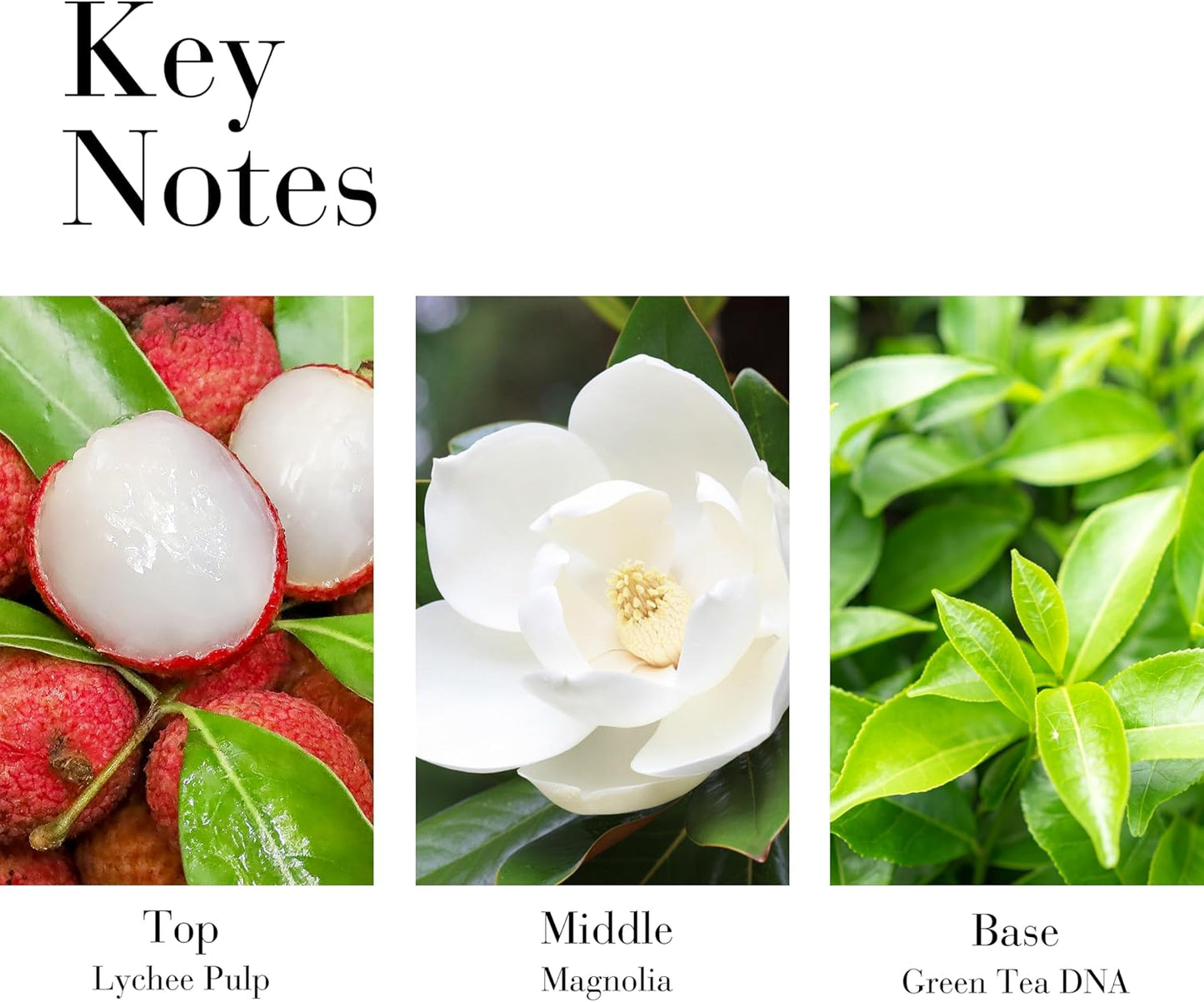 Elizabeth Arden - Green Tea Honey Drops, Crema Corpo Al Tè Verde E Gocce Di Miele, Rivitalizza E Idrata La Pelle, Rinfresca Ed Lenisce, Rigenera Anche La Pelle Arida